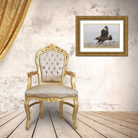 Antarctica, Brown skua soars over penguin colony Gold Ornate Wood Framed Art Print with Double Matting by Grall, Don