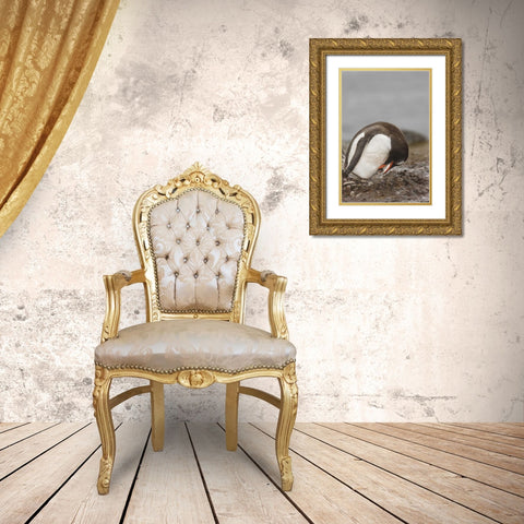 Antarctica A gentoo penguin with chick at nest Gold Ornate Wood Framed Art Print with Double Matting by Grall, Don