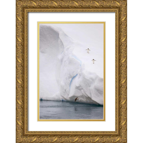 Antarctica Adelie penguin diving off an iceberg Gold Ornate Wood Framed Art Print with Double Matting by Grall, Don