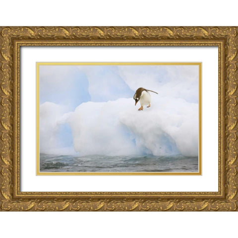 Antarctica, Gentoo penguin prepares to dive Gold Ornate Wood Framed Art Print with Double Matting by Grall, Don