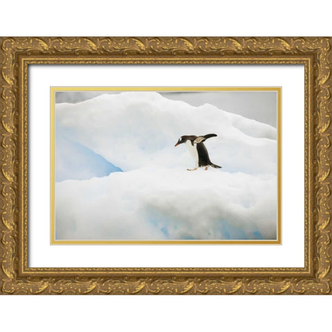 Antarctica A gentoo penguin on an iceberg Gold Ornate Wood Framed Art Print with Double Matting by Grall, Don