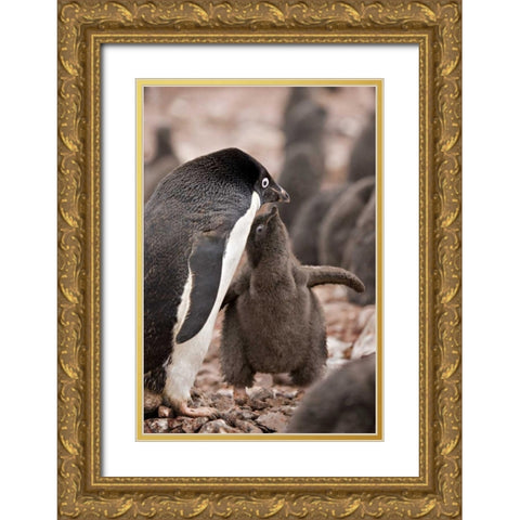 Antarctica, Adelie penguin chick begs for food Gold Ornate Wood Framed Art Print with Double Matting by Grall, Don