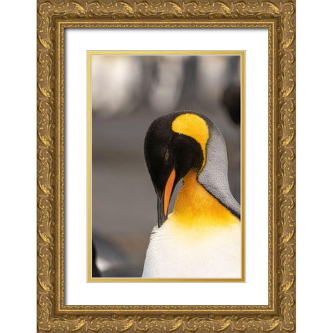 Antarctica-South Georgia Island-Right Whale Bay King penguin preening  Gold Ornate Wood Framed Art Print with Double Matting by Jaynes Gallery