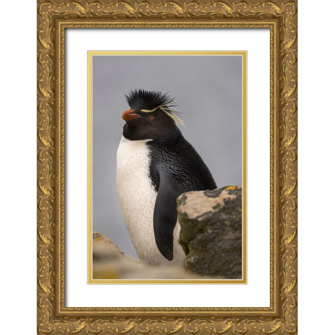 Falkland Islands-New Island Close-up of rockhopper penguin  Gold Ornate Wood Framed Art Print with Double Matting by Jaynes Gallery