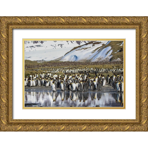 Antarctica-South Georgia Island-Salisbury Plain King penguins on beach  Gold Ornate Wood Framed Art Print with Double Matting by Jaynes Gallery