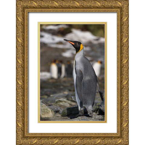 Antarctica-South Georgia Island-Elsehul Bay King penguin close-up  Gold Ornate Wood Framed Art Print with Double Matting by Jaynes Gallery