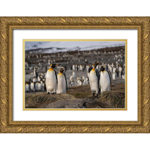 Antarctica-South Georgia Island-St Andrews Bay King penguins at their nests  Gold Ornate Wood Framed Art Print with Double Matting by Jaynes Gallery