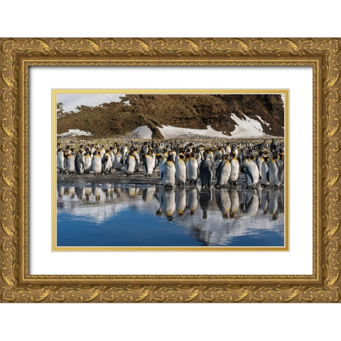 Antarctica-South Georgia Island-Salisbury Plain King penguins reflect in meltwater pond  Gold Ornate Wood Framed Art Print with Double Matting by Jaynes Gallery