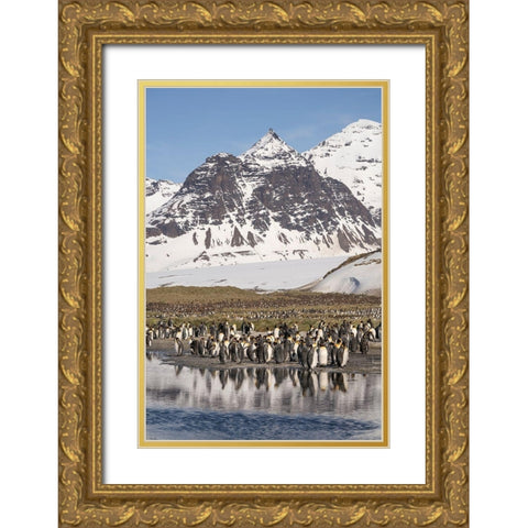 Antarctica-South Georgia Island-Salisbury Plain King penguins on beach  Gold Ornate Wood Framed Art Print with Double Matting by Jaynes Gallery
