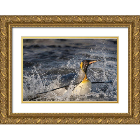 Antarctica-South Georgia Island-Salisbury Plain King penguin emerging from surf  Gold Ornate Wood Framed Art Print with Double Matting by Jaynes Gallery