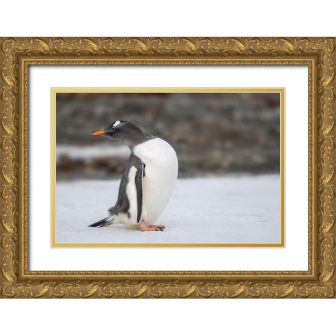 Antarctica-South Georgia Island-Stromness Bay Gentoo penguin close-up  Gold Ornate Wood Framed Art Print with Double Matting by Jaynes Gallery