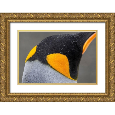 South Georgia-Gold Harbour aka Gold Harbor Detail of raindrops on King penguin feathers Gold Ornate Wood Framed Art Print with Double Matting by Hopkins, Cindy Miller