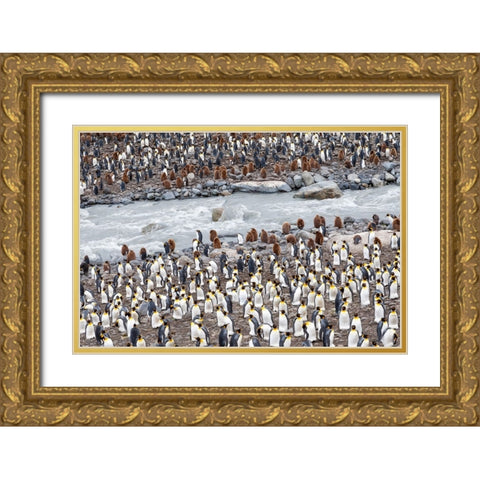 Southern Ocean-South Georgia-St-Andrews Bay-penguins Gold Ornate Wood Framed Art Print with Double Matting by Goff, Ellen B.