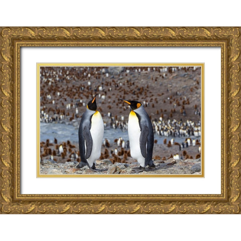 Southern Ocean-South Georgia-adult penguins Gold Ornate Wood Framed Art Print with Double Matting by Goff, Ellen B.