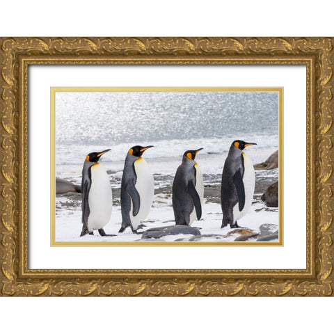 Southern Ocean-South Georgia-Salisbury Plain-adult king penguins-snowy beach Gold Ornate Wood Framed Art Print with Double Matting by Goff, Ellen B.