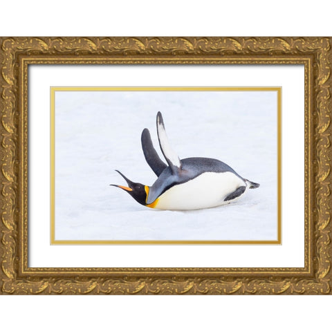 Southern Ocean-South Georgia-A king penguin flaps its flippers and vocalizes while lying down Gold Ornate Wood Framed Art Print with Double Matting by Goff, Ellen B.