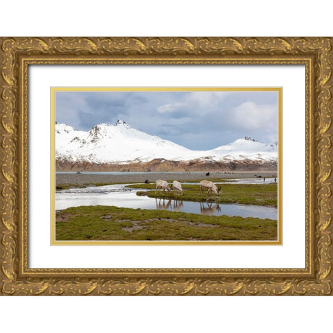 Southern Ocean-South Georgia-Fortuna Bay-reindeer-Rangifer tarandus-Reindeer Gold Ornate Wood Framed Art Print with Double Matting by Goff, Ellen B.