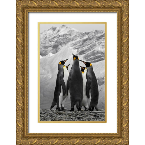 Antarctica. A conference of King Penguins. Gold Ornate Wood Framed Art Print with Double Matting by Muir, Janet