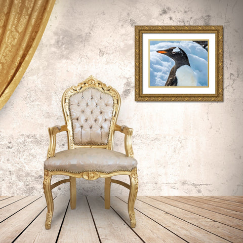Gentoo penguin Snow Highway Rookery-Damoy Point-Antarctic Peninsula-Antarctica Gold Ornate Wood Framed Art Print with Double Matting by Perry, William