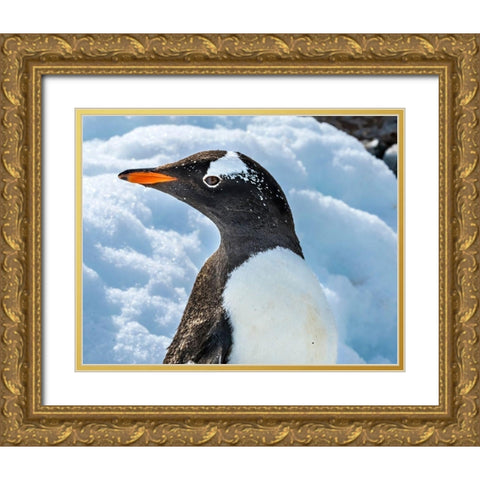 Gentoo penguin Snow Highway Rookery-Damoy Point-Antarctic Peninsula-Antarctica Gold Ornate Wood Framed Art Print with Double Matting by Perry, William