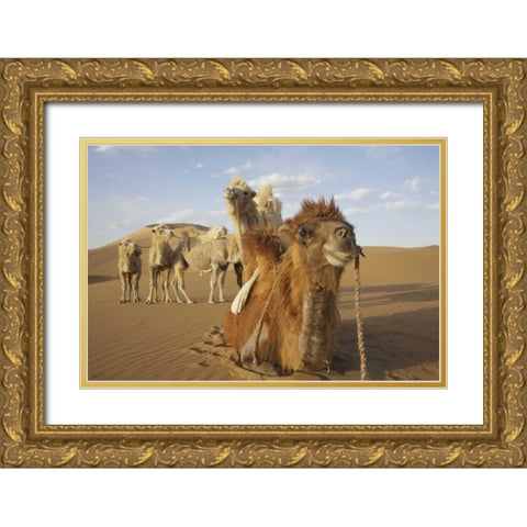 China, Badain Jaran Desert Caravan camels Gold Ornate Wood Framed Art Print with Double Matting by Anon, Ellen