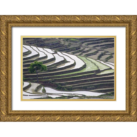 China, Yuanyang Lone tree on rice terraces Gold Ornate Wood Framed Art Print with Double Matting by Anon, Josh