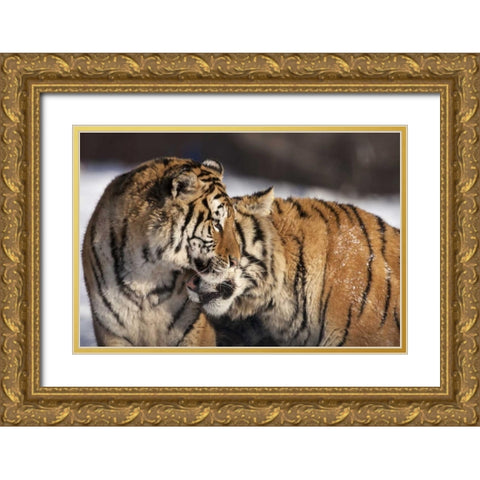 China, Harbin Affectionate Siberian tigers Gold Ornate Wood Framed Art Print with Double Matting by Zuckerman, Jim