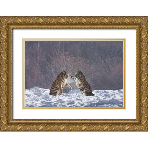 China, Harbin Sparing Siberian tigers Gold Ornate Wood Framed Art Print with Double Matting by Zuckerman, Jim