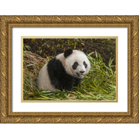 China, Chengdu Young giant panda Gold Ornate Wood Framed Art Print with Double Matting by Zuckerman, Jim