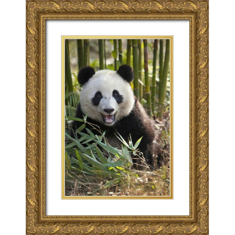 China, Chengdu Young giant panda Gold Ornate Wood Framed Art Print with Double Matting by Zuckerman, Jim