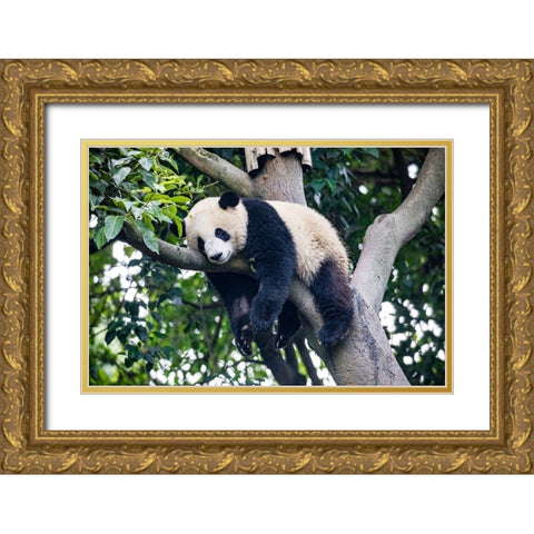 Asia-China-Sichuan Province-Cheng Du-Giant Panda Gold Ornate Wood Framed Art Print with Double Matting by Looney, Hollice