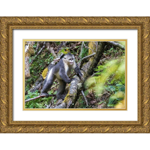 Asia-China-Tacheng-Yunnan Black Snub-Nosed Monkey Gold Ornate Wood Framed Art Print with Double Matting by Looney, Hollice