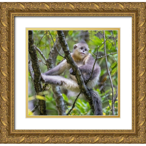 Asia-China-Tacheng-Young Yunnan Black Snub-Nosed Monkey Gold Ornate Wood Framed Art Print with Double Matting by Looney, Hollice
