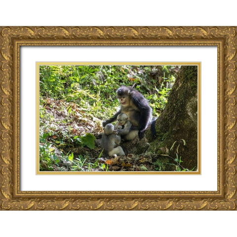 Asia-China-Tacheng-Yunnan Black Snub-Nosed monkeys-Adult and Young Gold Ornate Wood Framed Art Print with Double Matting by Looney, Hollice