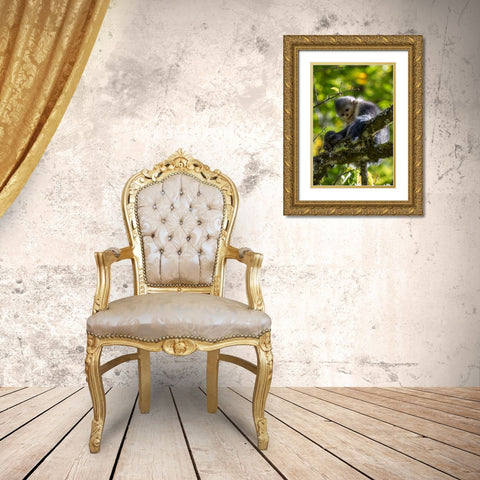 Asia-China-Tacheng-Yunnan Black Snub-Nosed Monkey Gold Ornate Wood Framed Art Print with Double Matting by Looney, Hollice