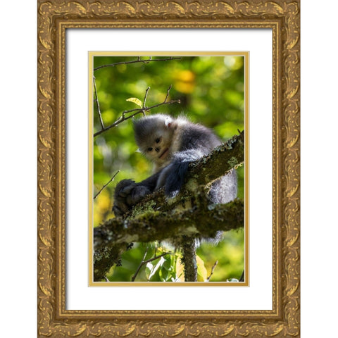Asia-China-Tacheng-Yunnan Black Snub-Nosed Monkey Gold Ornate Wood Framed Art Print with Double Matting by Looney, Hollice