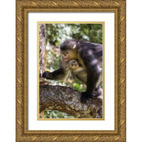 Asia-China-Tacheng-Yunnan Black Snub-Nosed monkeys-Adult and Young Gold Ornate Wood Framed Art Print with Double Matting by Looney, Hollice