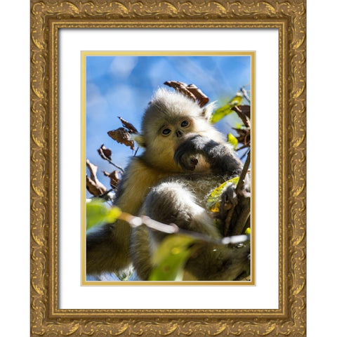 Asia-China-Tacheng-Young Yunnan Black Snub-Nosed Monkey Gold Ornate Wood Framed Art Print with Double Matting by Looney, Hollice