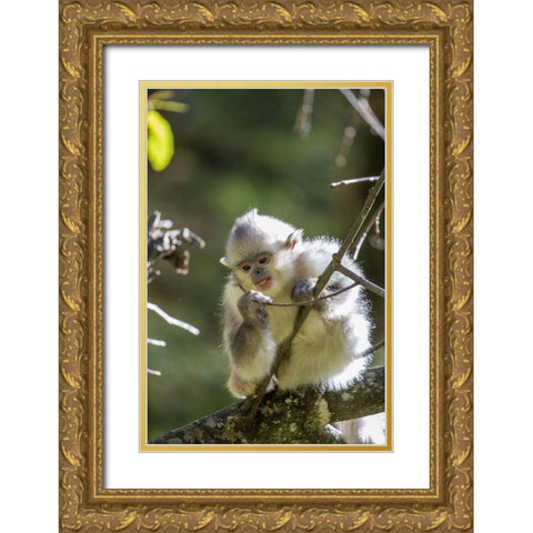 Asia-China-Tacheng-Young Yunnan Black Snub-Nosed Monkey Gold Ornate Wood Framed Art Print with Double Matting by Looney, Hollice