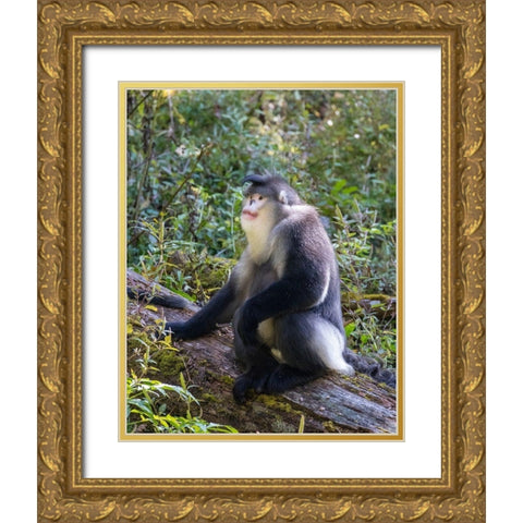 Asia-China-Tacheng-Yunnan Black Snub-Nosed Monkey Gold Ornate Wood Framed Art Print with Double Matting by Looney, Hollice