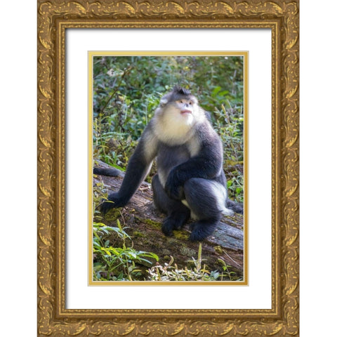 Asia-China-Tacheng-Yunnan Black Snub-Nosed Monkey Gold Ornate Wood Framed Art Print with Double Matting by Looney, Hollice