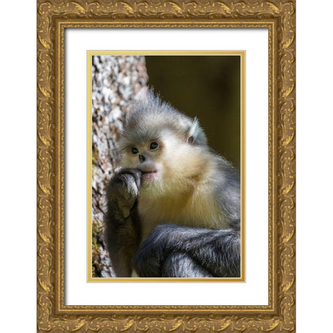 Asia-China-Tacheng-Yunnan Black Snub-Nosed Monkey Gold Ornate Wood Framed Art Print with Double Matting by Looney, Hollice