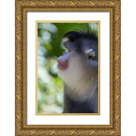 Asia-China-Tacheng-Yunnan Black Snub-Nosed Monkey Gold Ornate Wood Framed Art Print with Double Matting by Looney, Hollice