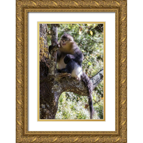 Asia-China-Tacheng-Yunnan Black Snub-Nosed Monkey Gold Ornate Wood Framed Art Print with Double Matting by Looney, Hollice