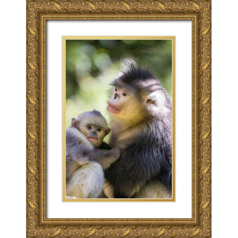 Asia-China-Tacheng-Yunnan Black Snub-Nosed monkeys-Adult and Young Gold Ornate Wood Framed Art Print with Double Matting by Looney, Hollice