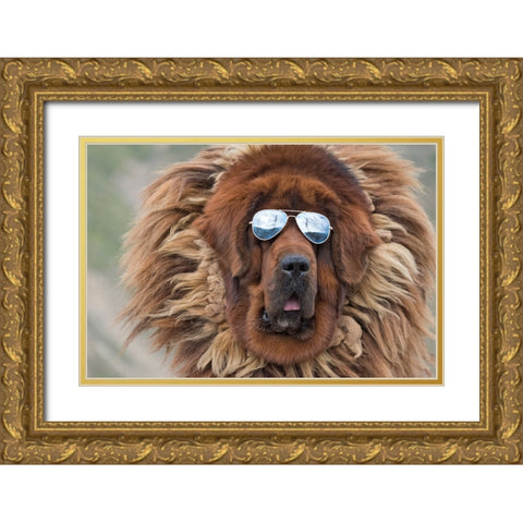 Tibetan Mastiff wearing sun glasses-Tibet-China Gold Ornate Wood Framed Art Print with Double Matting by Su, Keren