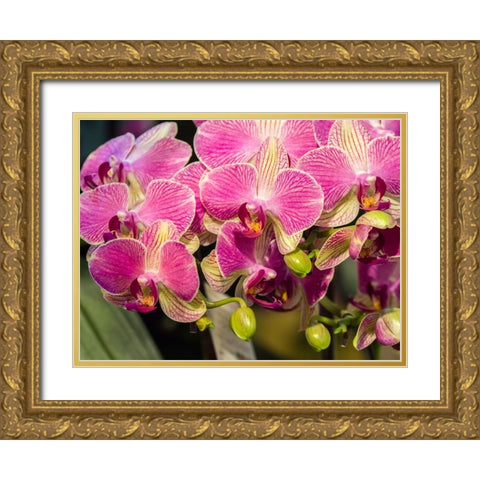 China-Hong Kong Orchids on display at a flower market Gold Ornate Wood Framed Art Print with Double Matting by Eggers, Julie