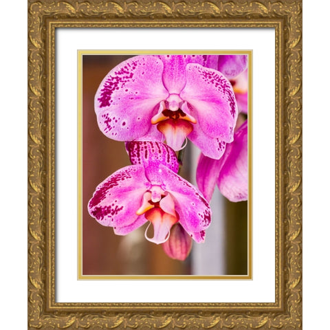 China-Hong Kong Orchids on display at a flower market Gold Ornate Wood Framed Art Print with Double Matting by Eggers, Julie