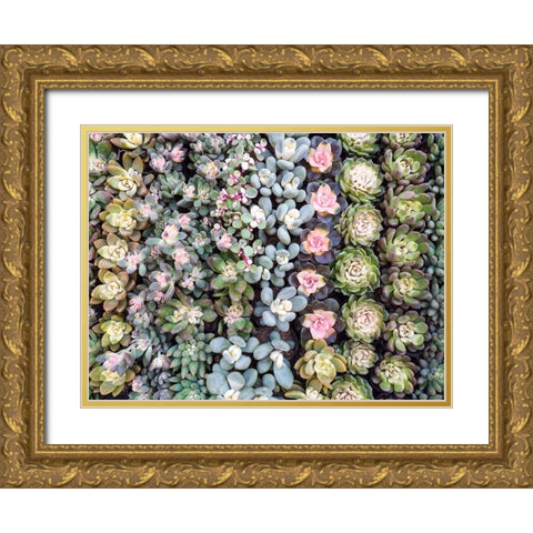 China-Hong Kong A variety of sedum on display at a flower market Gold Ornate Wood Framed Art Print with Double Matting by Eggers, Julie