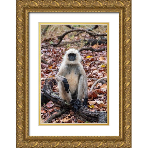 India-Madhya Pradesh-Bandhavgarh National Park Northern Plains Langur-aka Hunuman Langur Gold Ornate Wood Framed Art Print with Double Matting by Hopkins, Cindy Miller